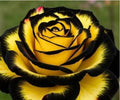 Eclipse Rose Seeds